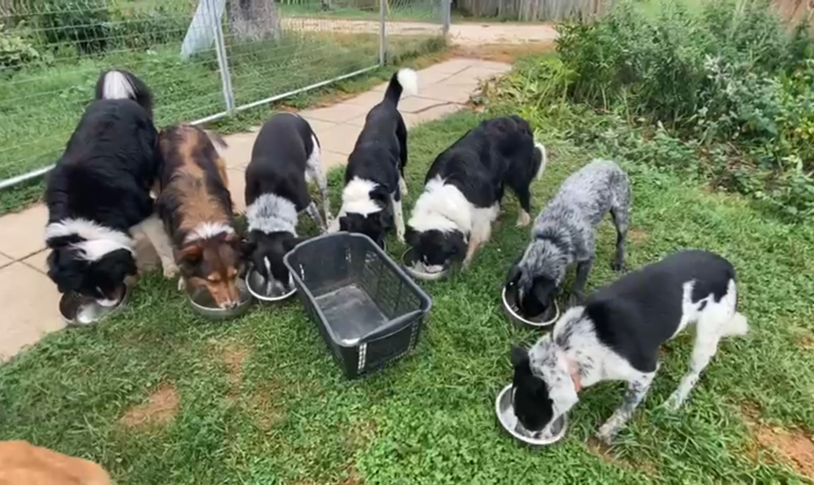 Dogs eating food