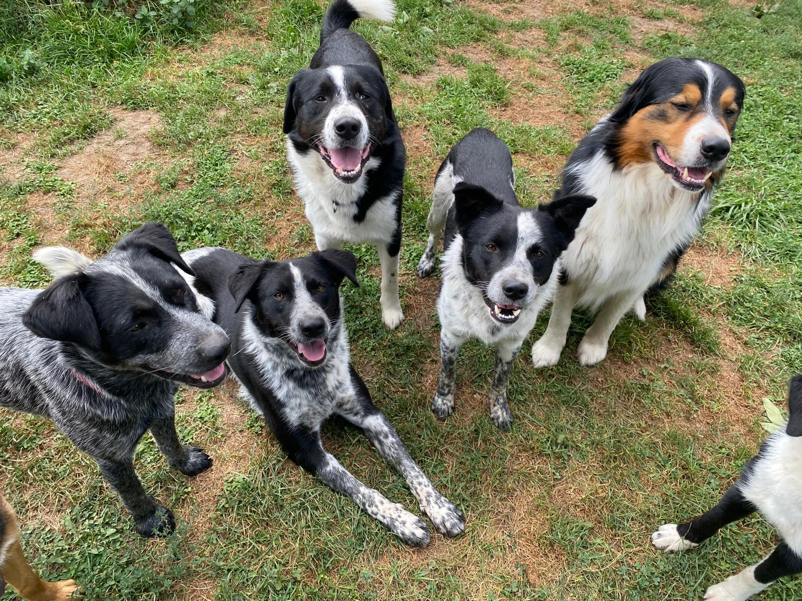Dogs on the grass