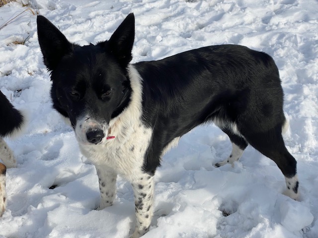 Lassy in the snow