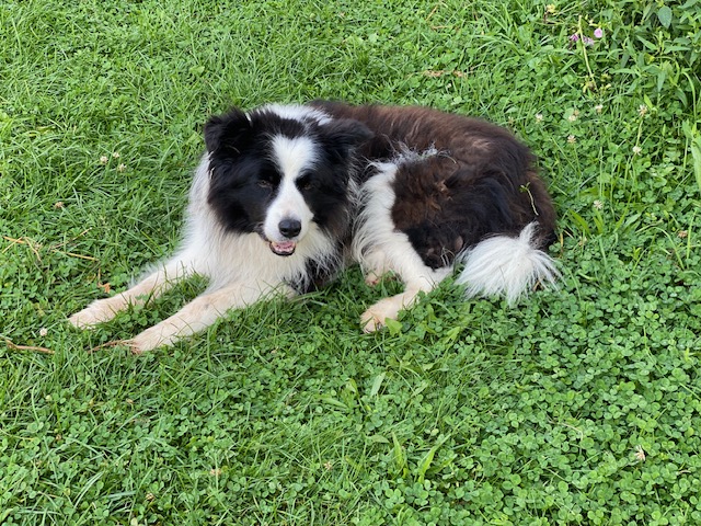 Rexi lies on the grass
