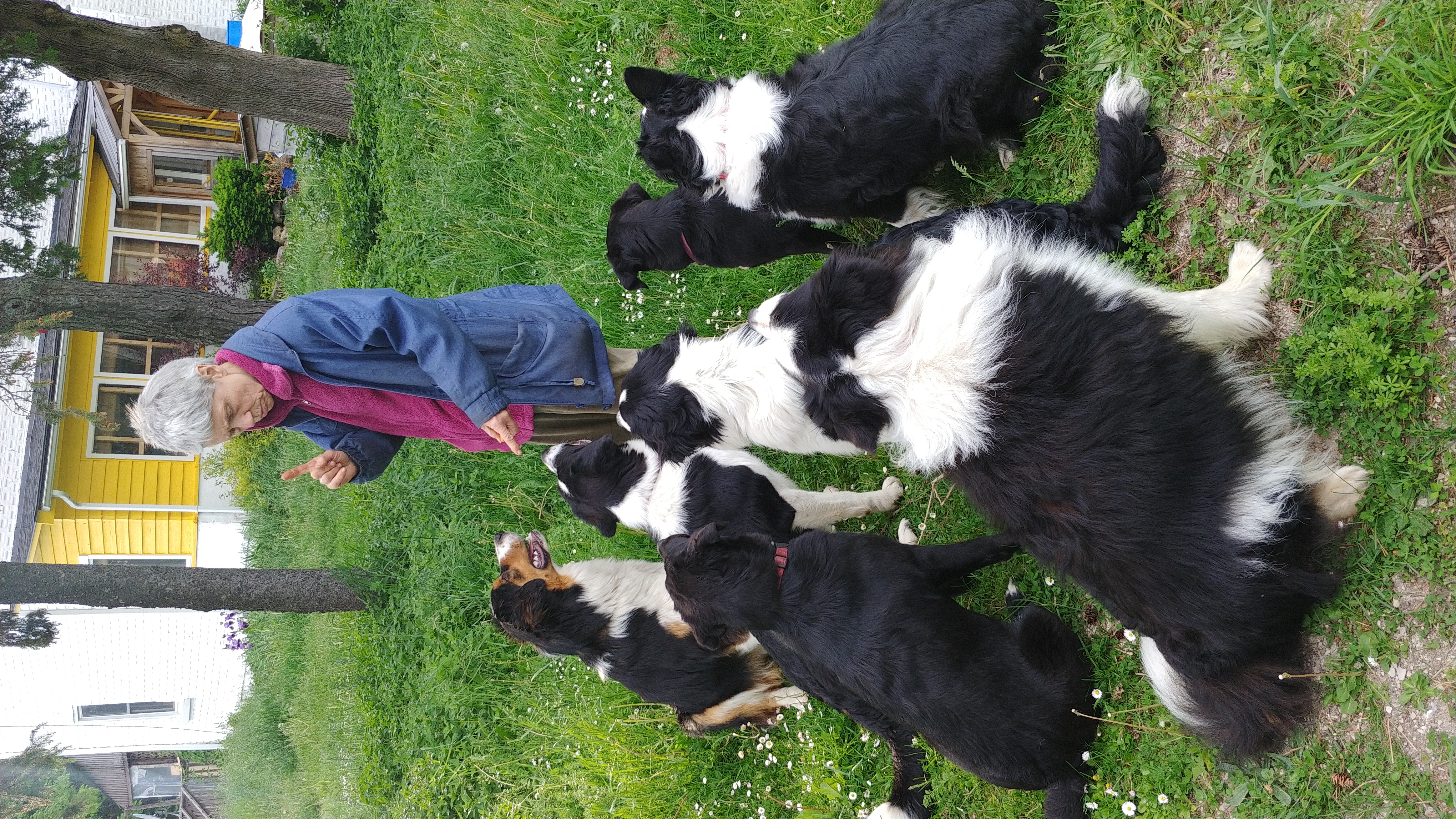 Training dogs on the grass